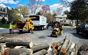 How Our Tree Care Process Works  in  Mineral Wells, TX