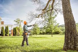 Best Tree Mulching  in Mineral Wells, TX