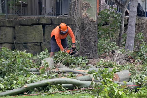 How Our Tree Care Process Works  in  Mineral Wells, TX